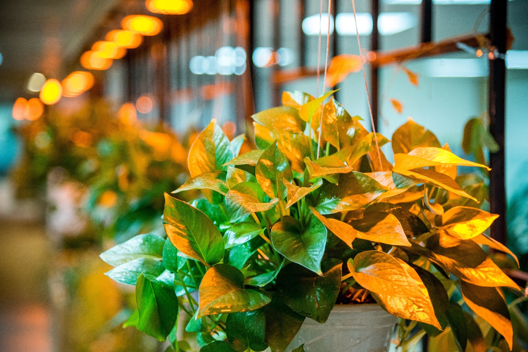 van phong xanh co kien truc dep anh 9