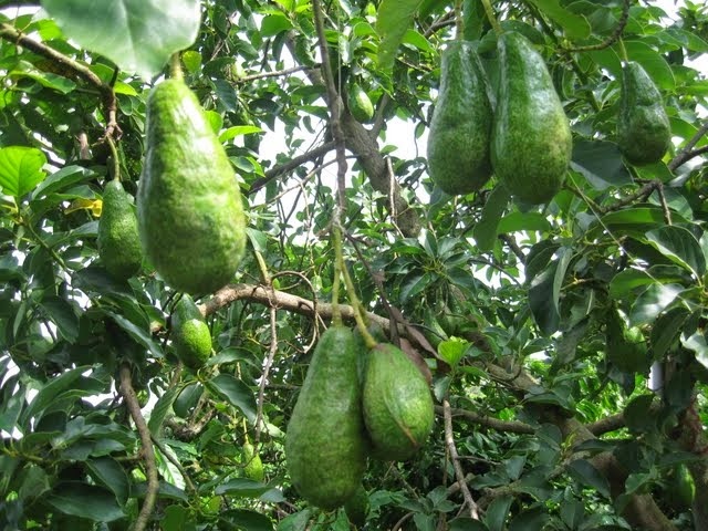 lanh dao tinh quang dong thich thu voi qua bo viet nam anh 1