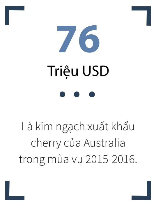 cherry úc ở việt nam, cherry vào việt nam ảnh 2 cherry uc o viet nam, cherry vao viet nam anh 2