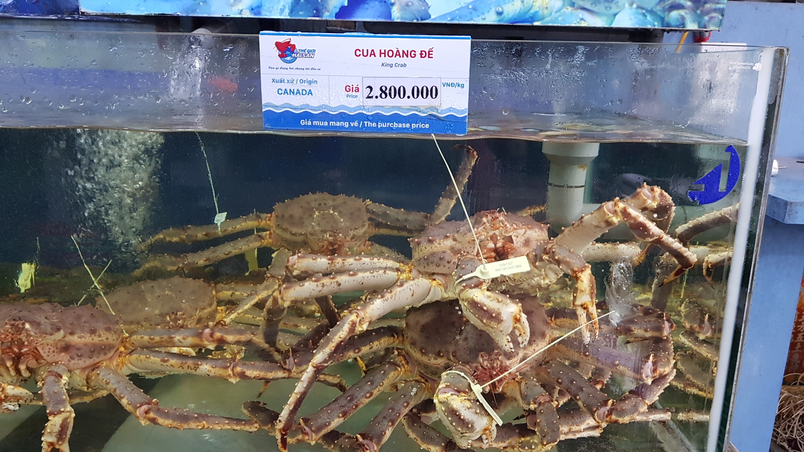 Hai san nhap ngoai tien trieu van dat hang, Bo Nong nghiep noi gi? hinh anh