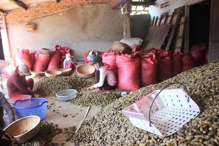 Thuong lai nuoc ngoai o at mua cau non, tra gia gap 10-15 lan hinh anh