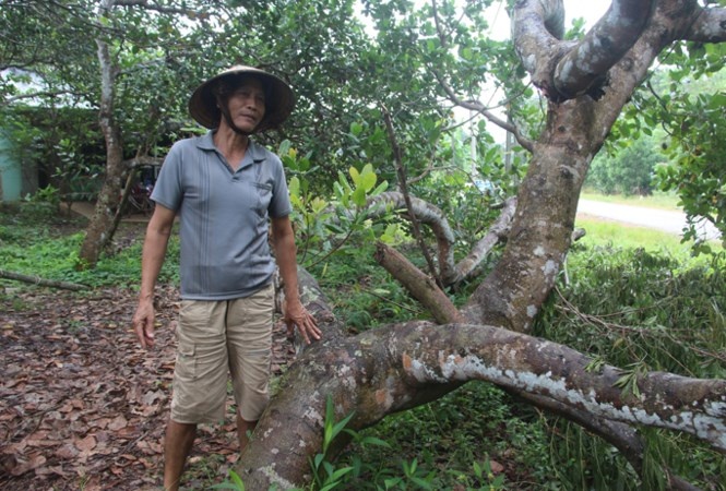 Ven man con sot dat Long Thanh: O dau tren dat cua minh hinh anh