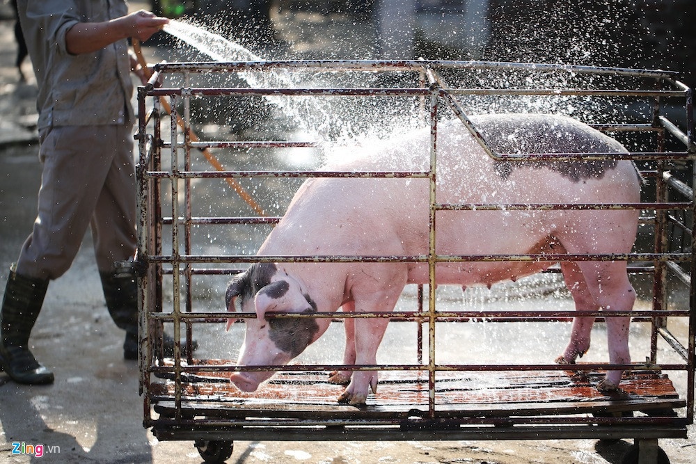 Nganh chan nuoi mat 100.000 ty, Chu tich Hoi gui thu len Thu tuong hinh anh