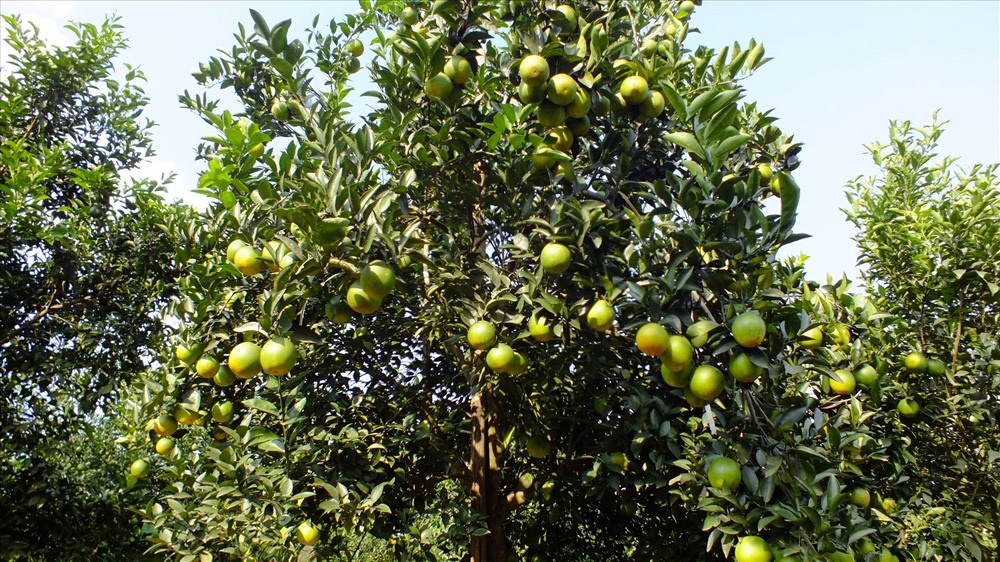 Thuc hu thong tin cam Cao Phong sap vo tran vi nang suat cao hinh anh