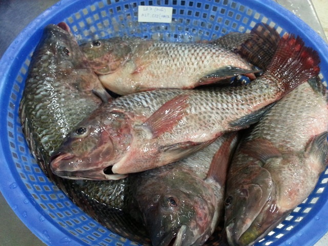 dong vat ngoai lai nguy ngai anh 1