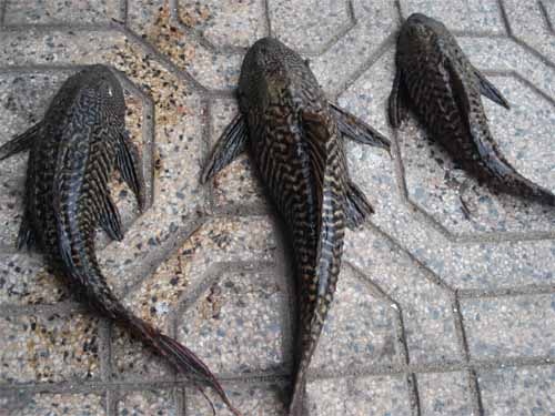 5 loai sinh vat ngoai lai nguy hai o mot tinh mien Tay hinh anh