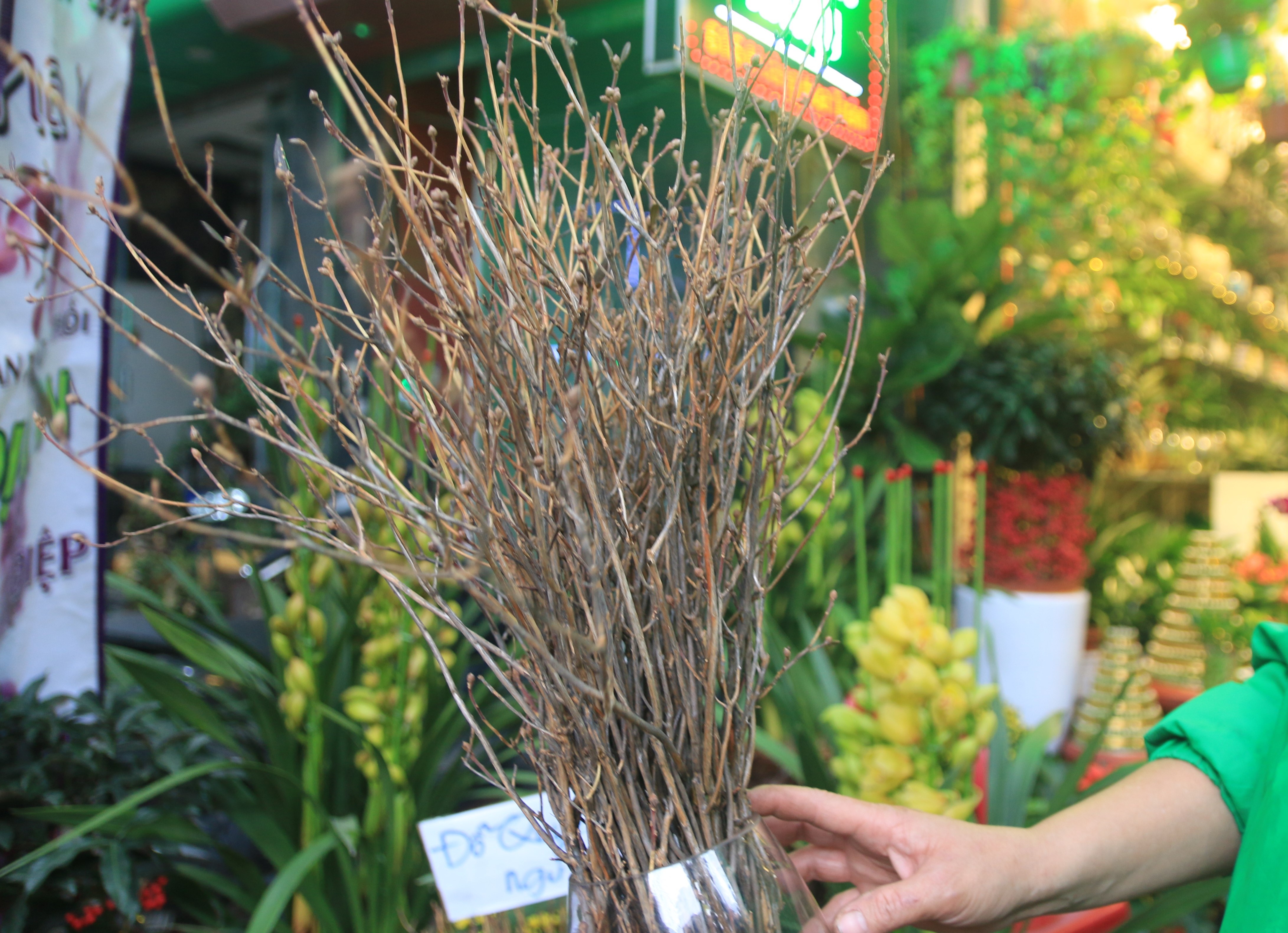 hoa do quyen ngu dong anh 2