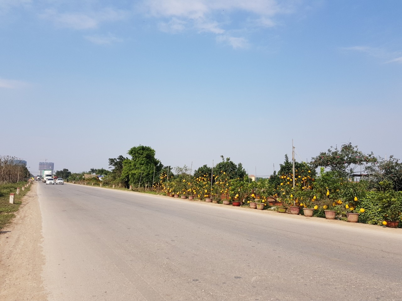 đào cảnh quất cảnh ở văn giang hưng yên ảnh 1 dao canh quat canh o van giang hung yen anh 1