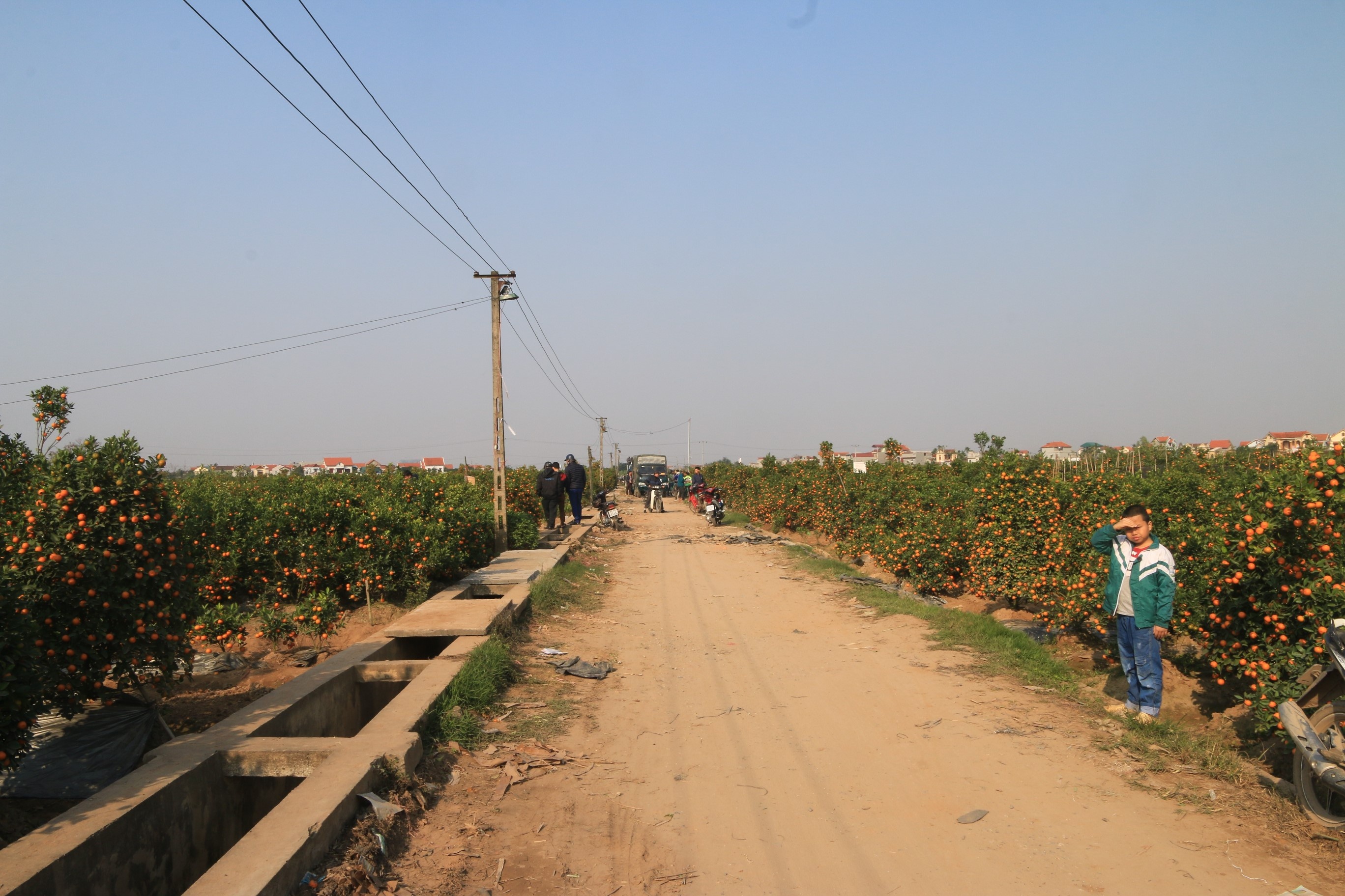 dao canh quat canh o van giang hung yen anh 3