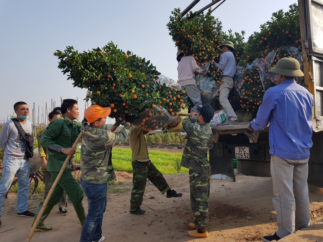 Khuan vac cay canh thue kiem 300.000 dong moi ngay sat Tet hinh anh