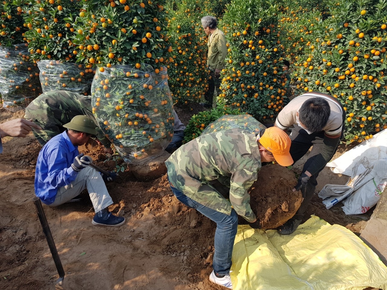 lao động đổ về văn giang đào quất cảnh thuê ảnh 1 lao dong do ve van giang dao quat canh thue anh 1