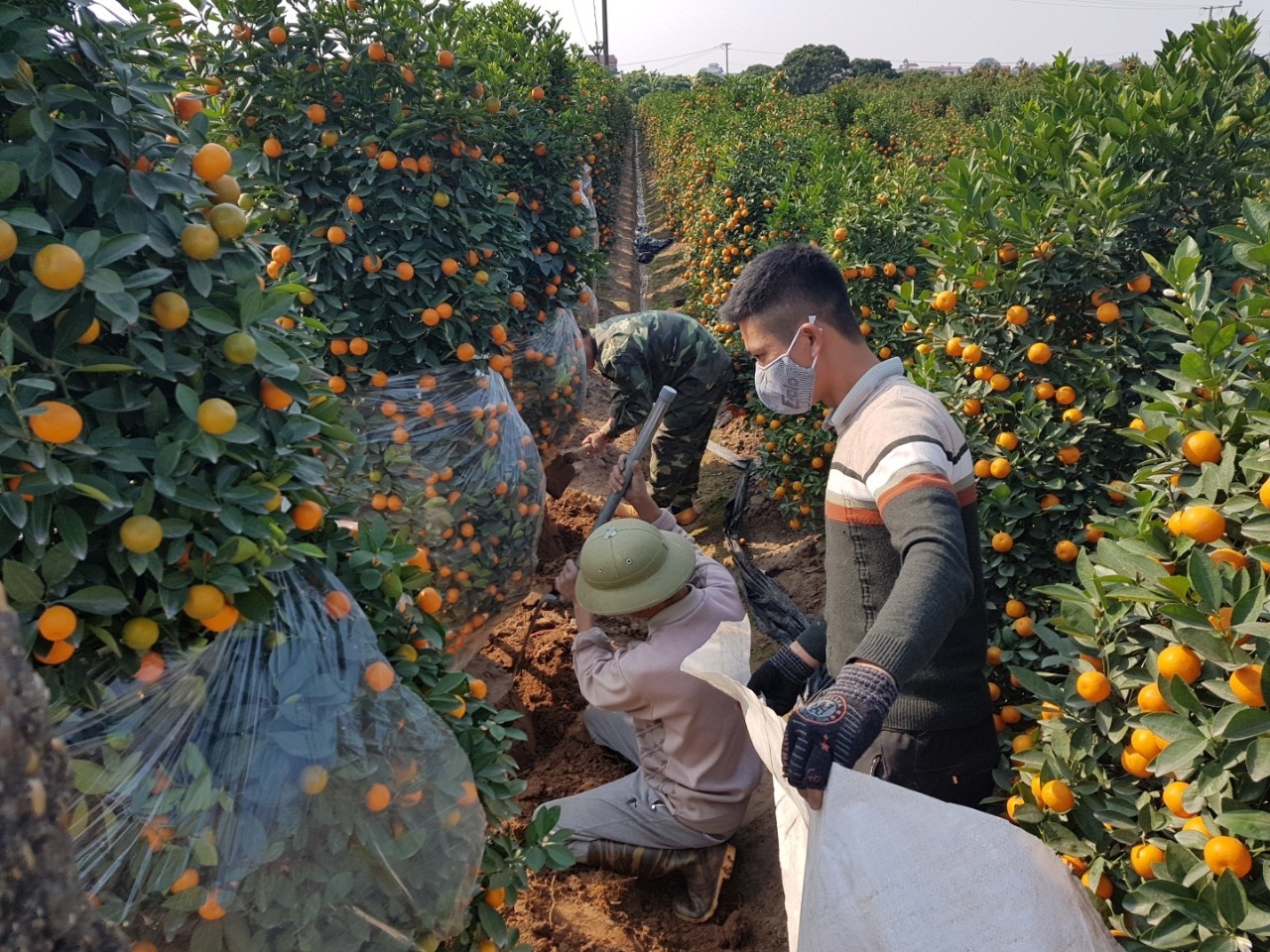 lao động đổ về văn giang đào quất cảnh thuê ảnh 2 lao dong do ve van giang dao quat canh thue anh 2