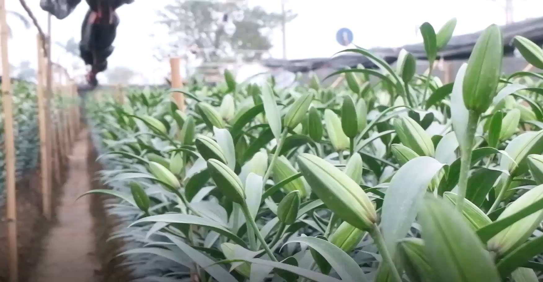 Hoa ly tai Tay Tuu no muon do thoi tiet truoc Tet Nguyen dan hinh anh