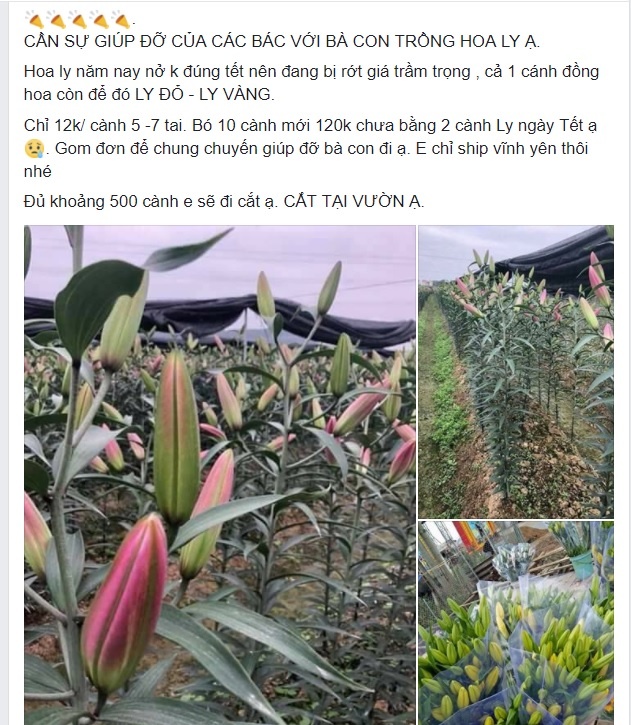 dan Tay Tuu keu goi giai cuu hoa ly anh 2