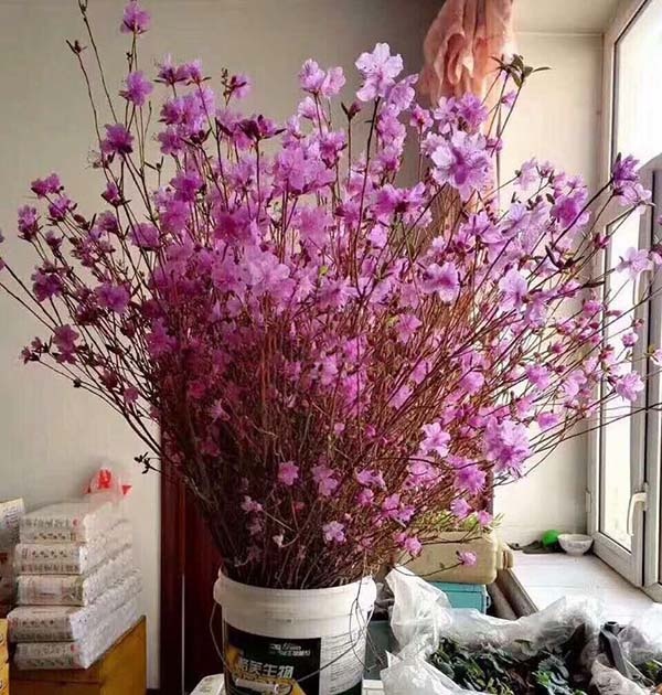 bộ nông nghiệp nói về hoa đỗ quyên ngủ đông táo bonsai ảnh 3 bo nong nghiep noi ve hoa do quyen ngu dong tao bonsai anh 3