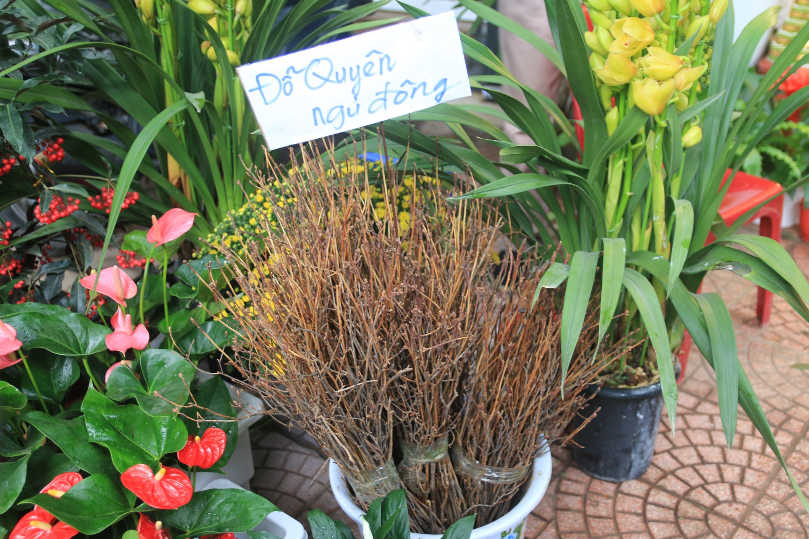 bo nong nghiep noi ve hoa do quyen ngu dong tao bonsai anh 2