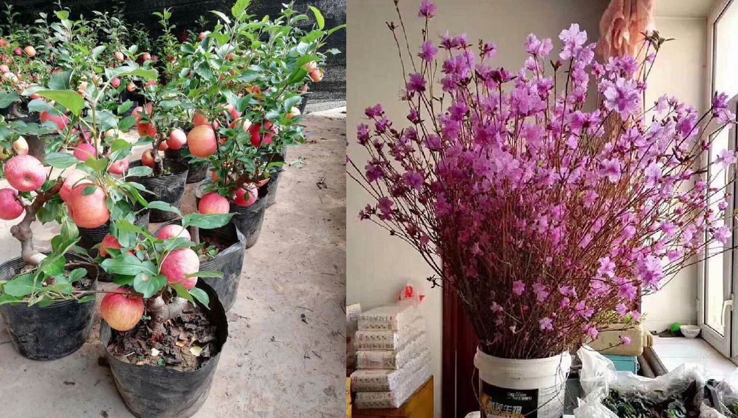 Se ra soat nguy co tu hoa do quyen ngu dong, tao bonsai hinh anh