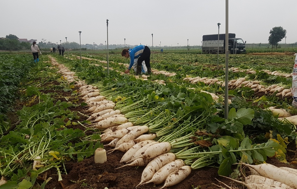 Sau cu cai Me Linh den su hao vut day canh dong o Hai Duong hinh anh