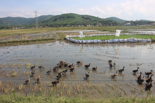 Chuyen la: Vit an mot tren dong lua cua dan, xa thu phi tien trieu hinh anh