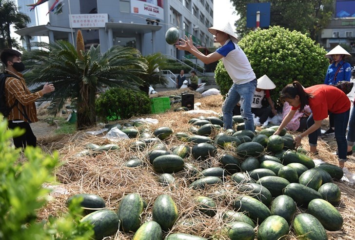 Quang Nam gui thu keu goi giai cuu ca nghin tan dua hau hinh anh