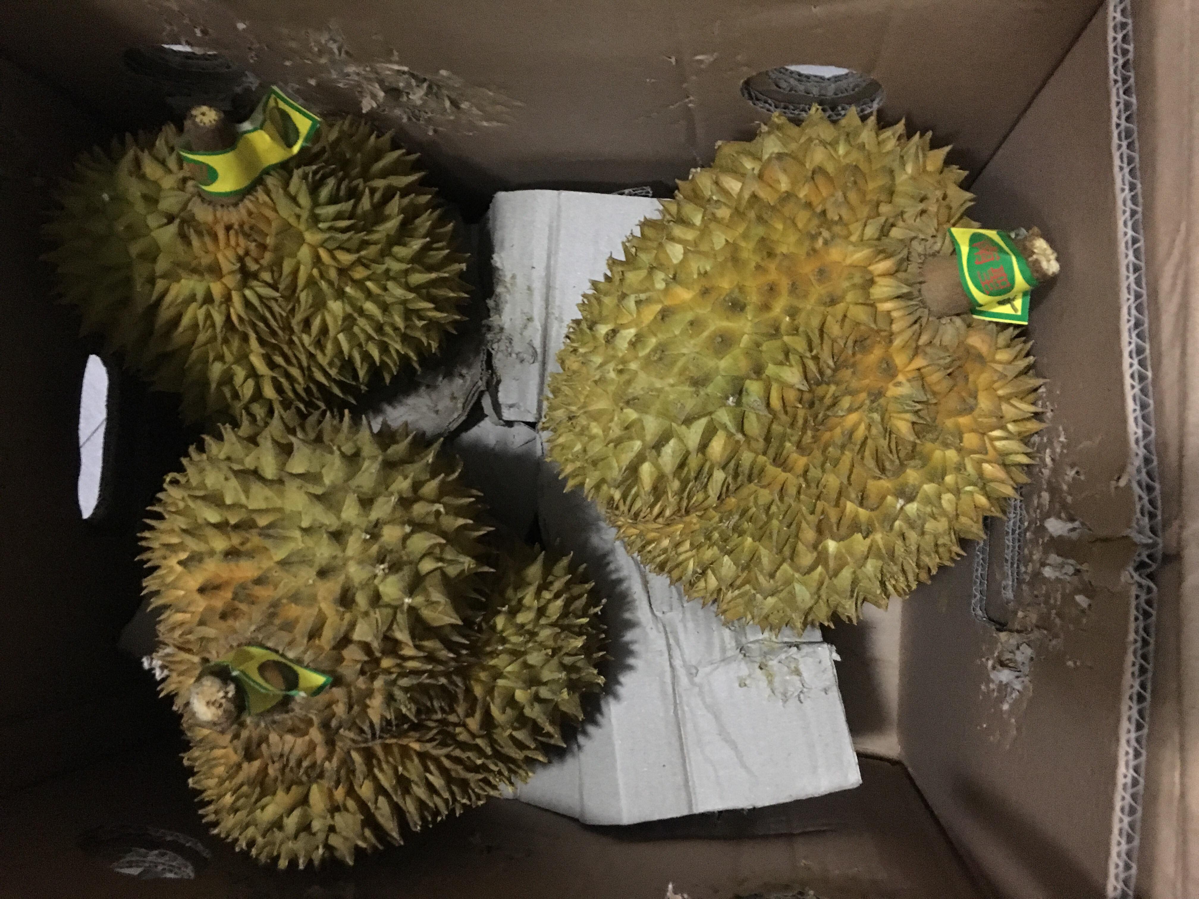 giai cuu sau rieng ha noi anh 4