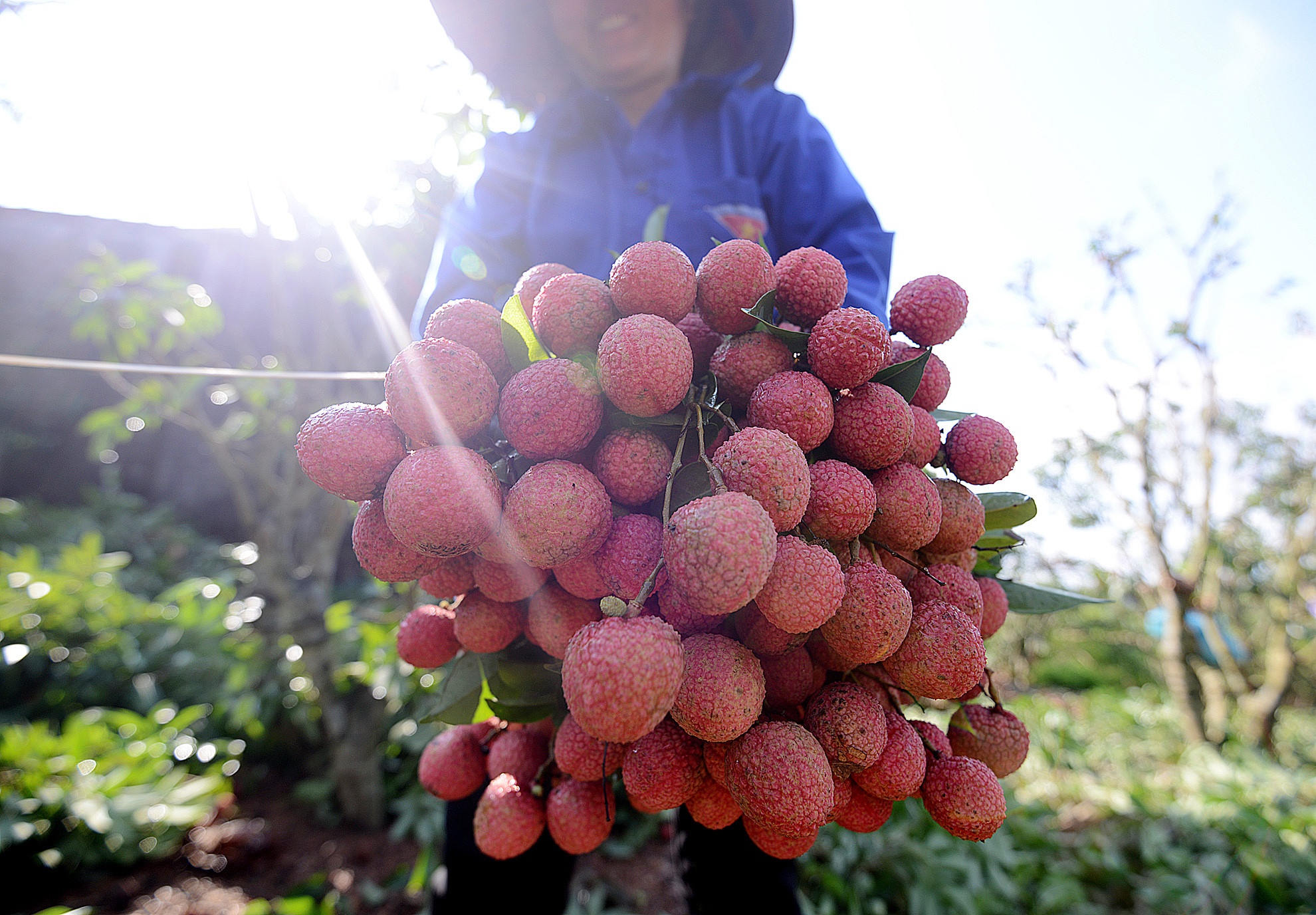 gia vai thieu bac giang xuong thap anh 2