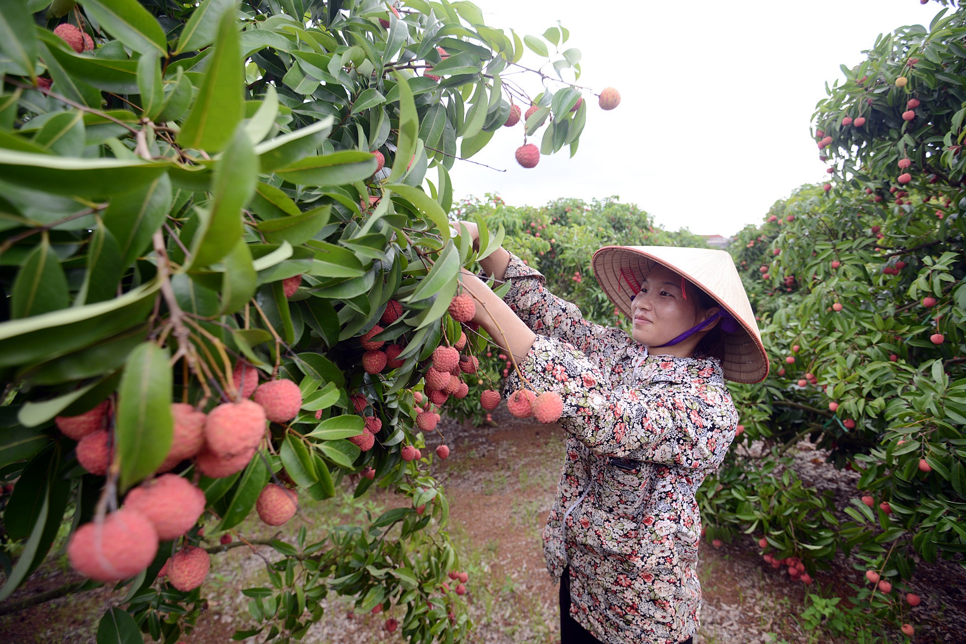 May bay cho 200 tan vai thieu Viet ban qua Thai Lan hinh anh