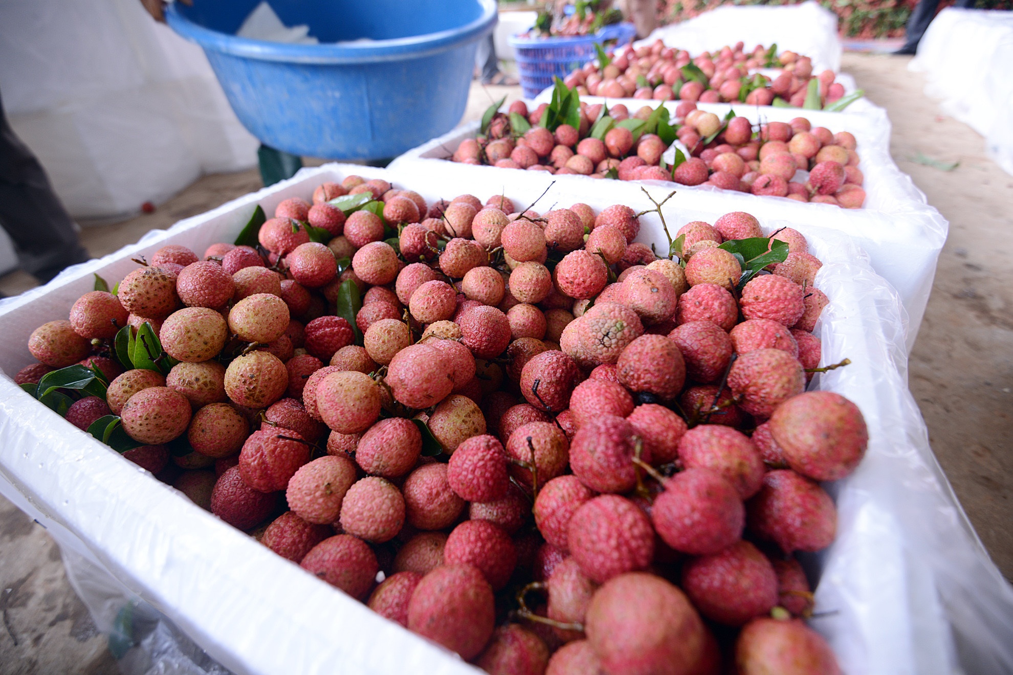 tieu thu vai thieu bac giang anh 2