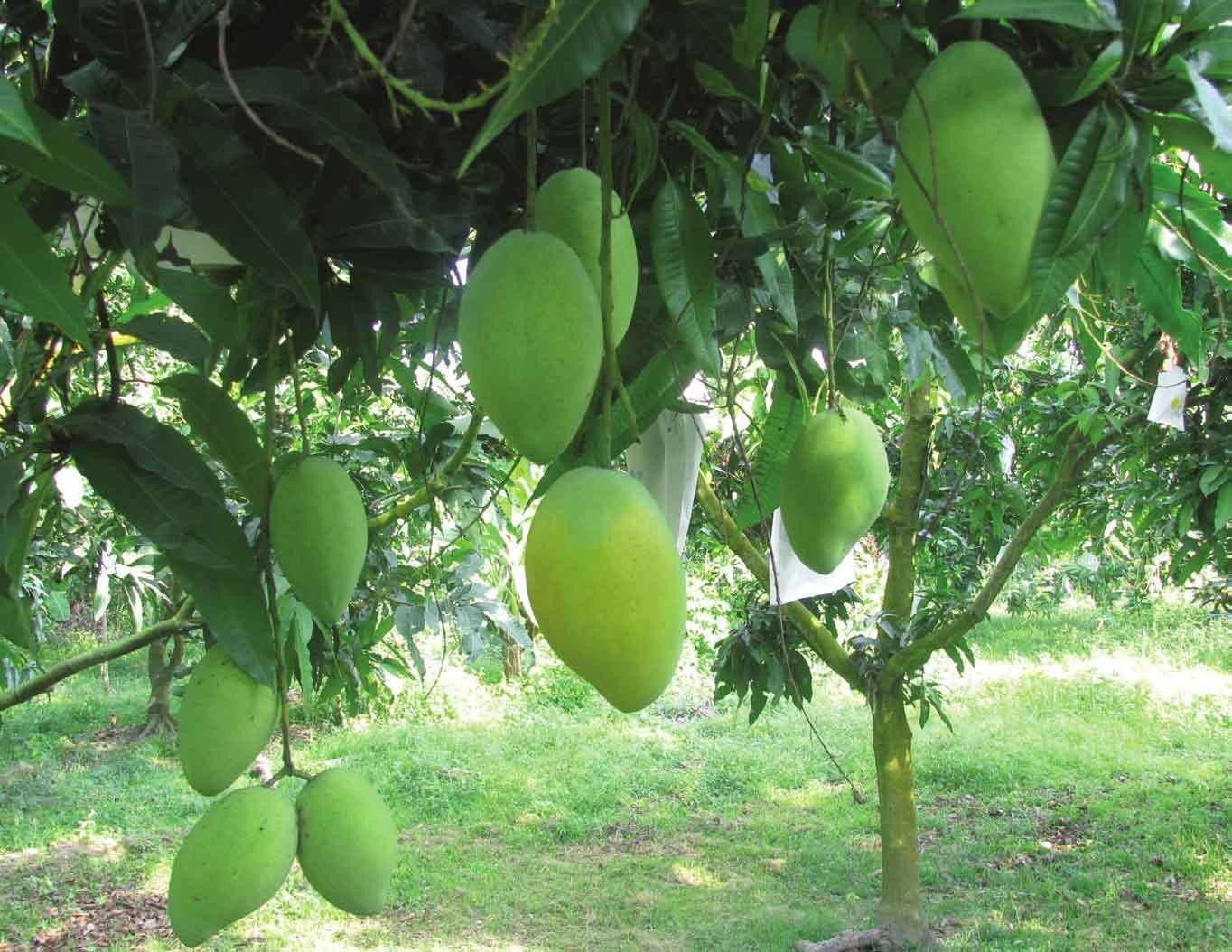 My chuan bi nhap xoai Viet Nam va muon nguoi Viet nhap viet quat My hinh anh