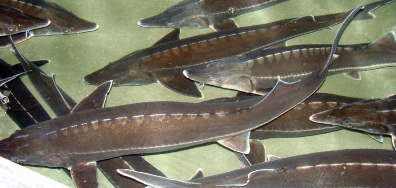 Nguoi Tay Bac lien tuc dem dac san ve quang cao o Ha Noi hinh anh