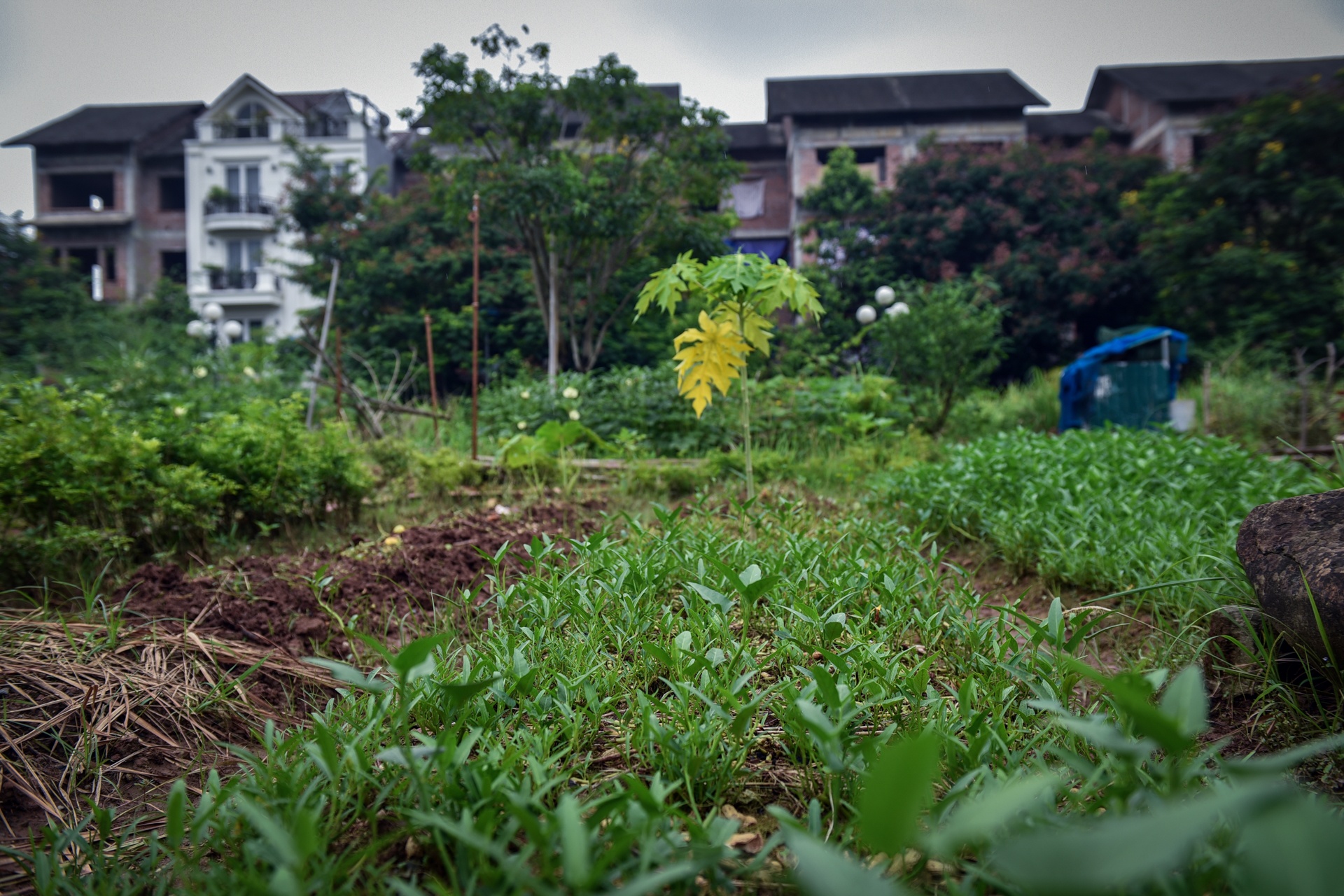 ha noi 10 nam mo rong anh 20