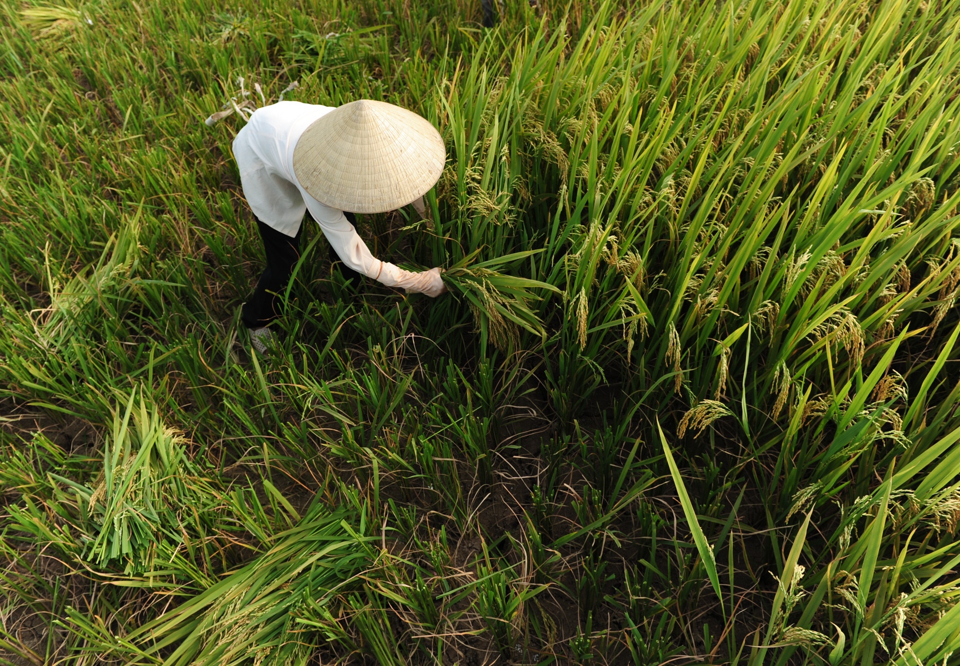 doanh nghiệp nhật đầu tư vào nông nghiệp ở việt nam ảnh 2 doanh nghiep nhat dau tu vao nong nghiep o viet nam anh 2