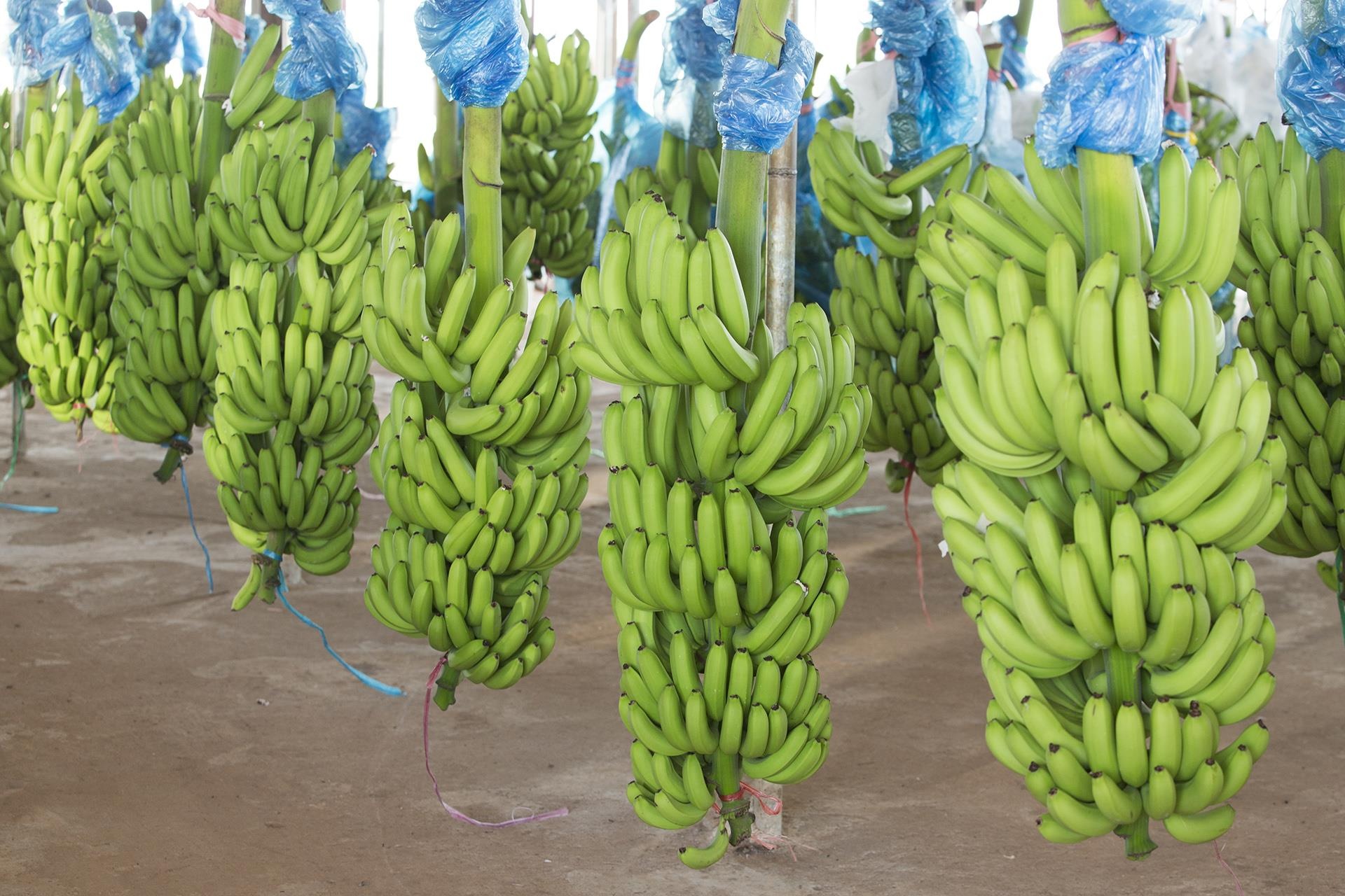 hoàng anh gia lai và thaco ký kết thêm phụ lục hợp đồng ảnh 2 hoang anh gia lai va thaco ky ket them phu luc hop dong anh 2