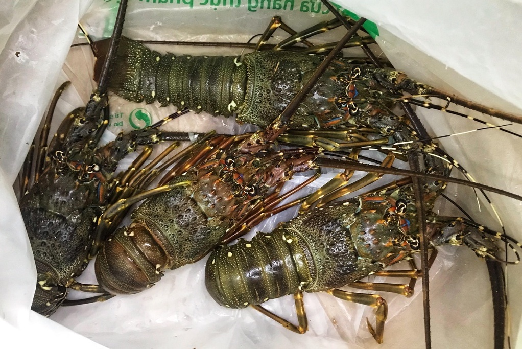 Bo truong Nong nghiep noi gi ve viec ‘giai cuu’ dua hau, tom hum? hinh anh