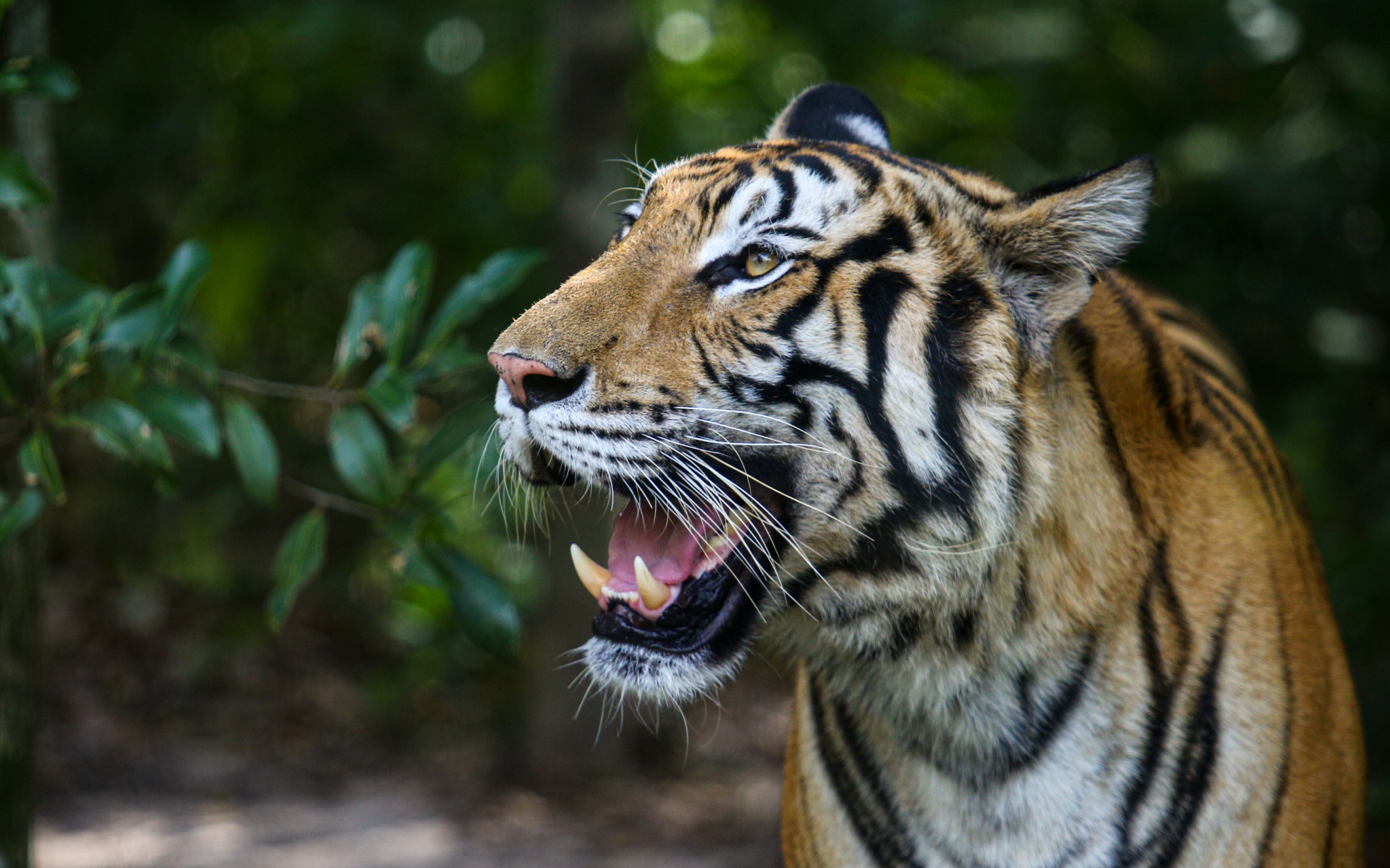 phu quoc,  thanh pho dao,  dao ngoc,  dao phu quoc,  du lich phu quoc,  ha tang phu quoc,  do thi dao,  thanh pho phu quoc anh 31