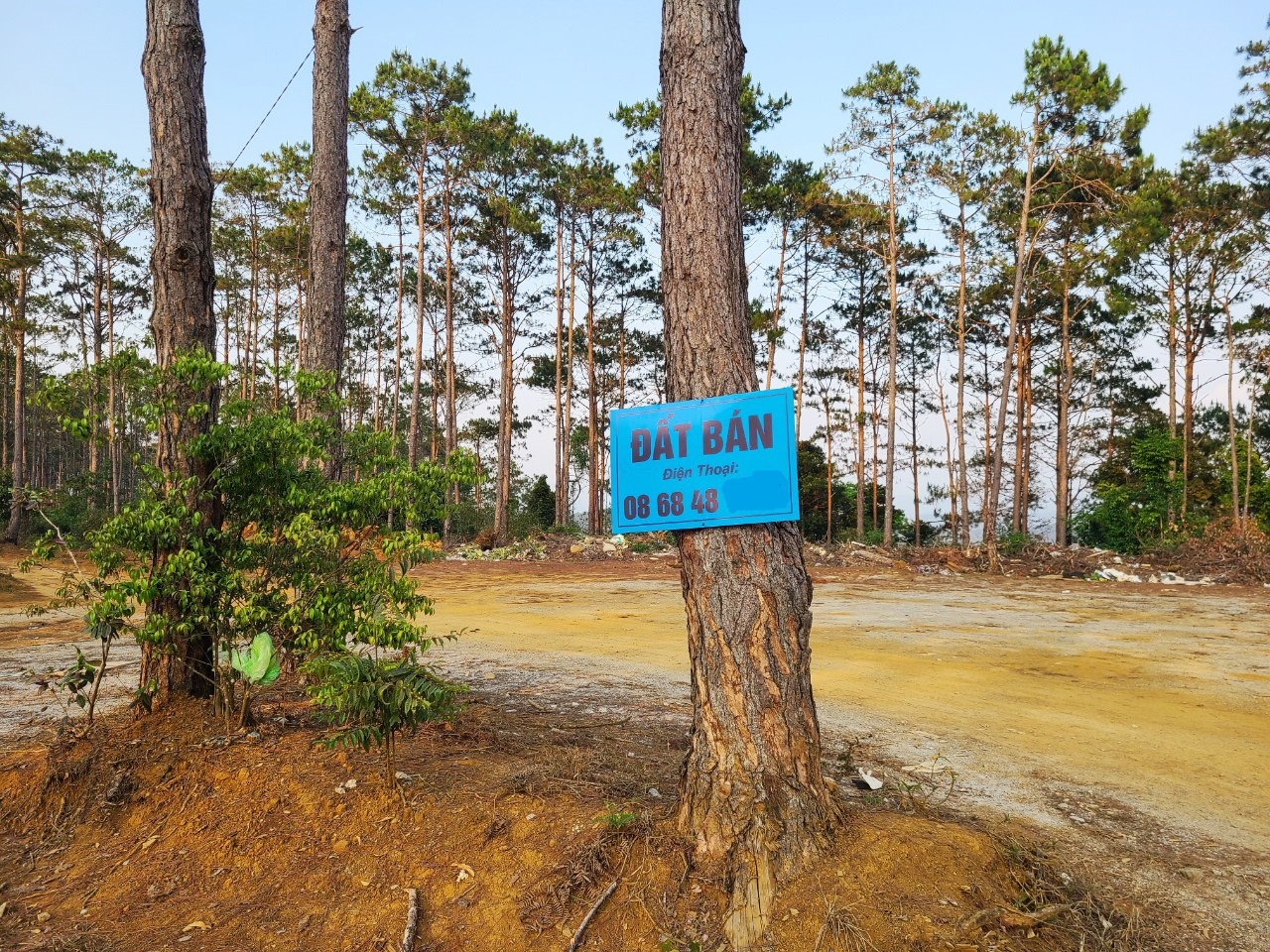 thu truong nguyen van sinh noi ve sot dat anh 1