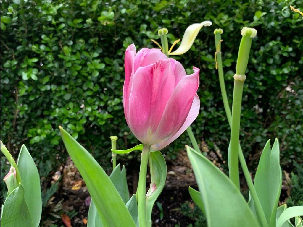 Dien thoai quan trong nhat 2019 anh 4