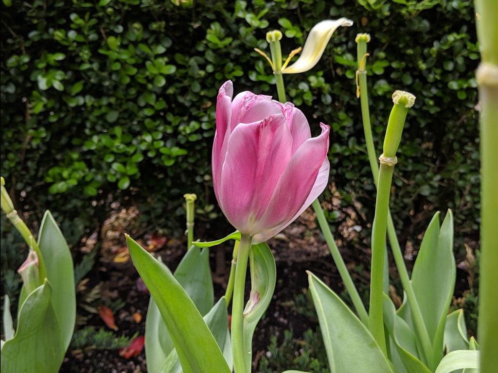 Dien thoai quan trong nhat 2019 anh 3