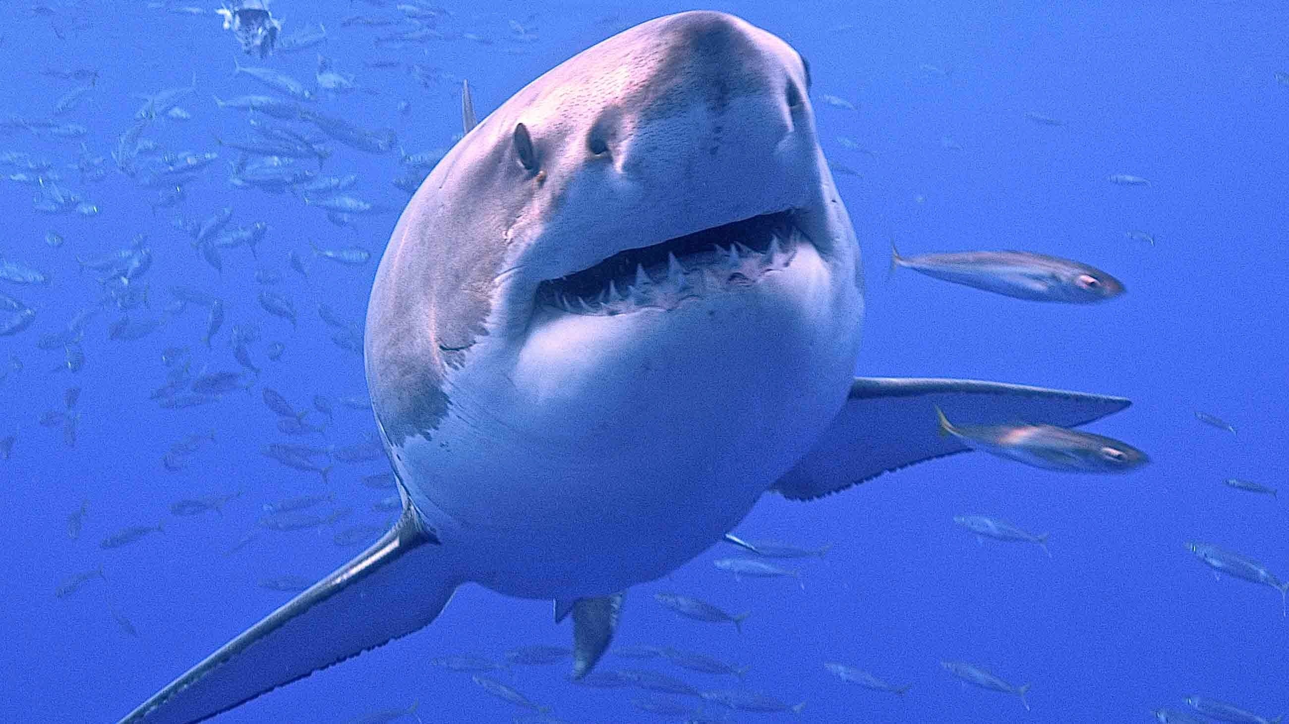 Khong phai AI, day moi la 'chuyen gia' du bao bao the he moi hinh anh