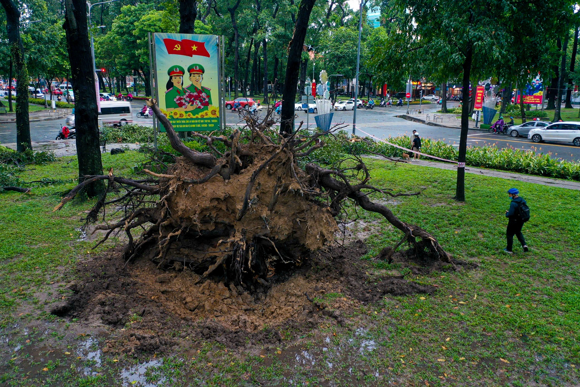 Hien truong cay co thu do o TP.HCM hinh anh