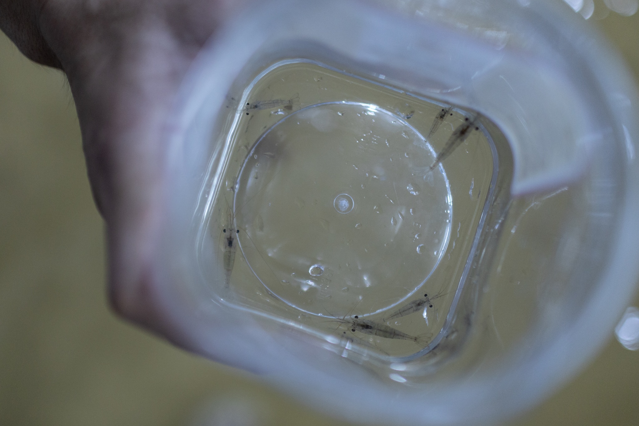 trieu cuong Thanh Da anh 3