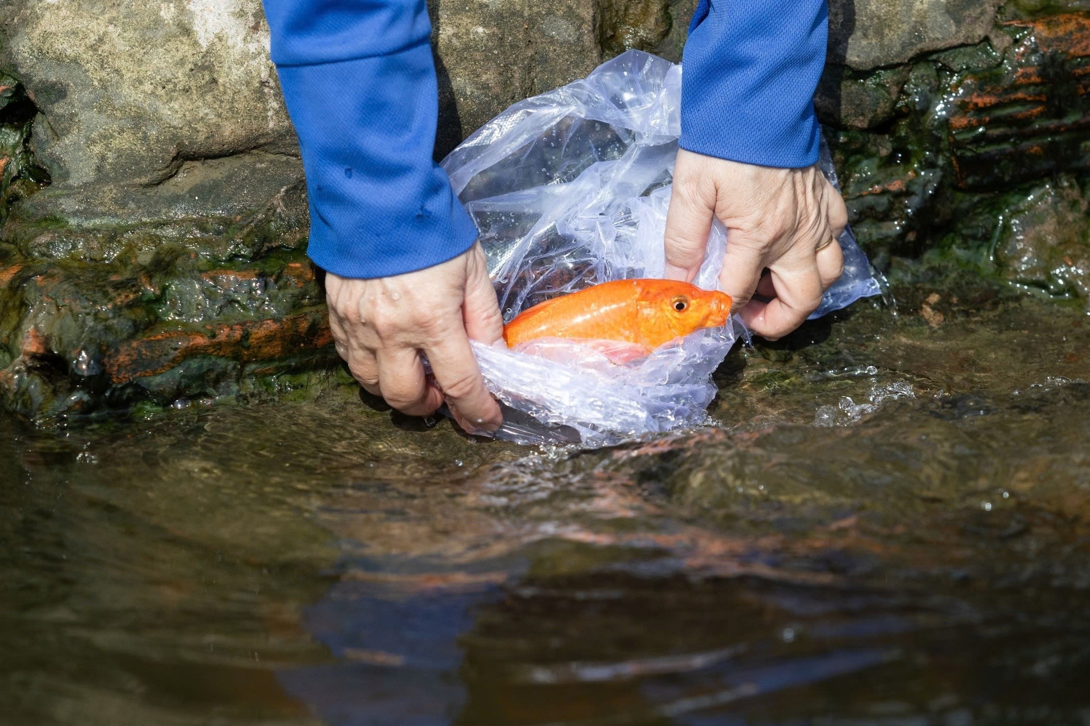 Nguoi dan TP.HCM ra giua song tien ong Cong, ong Tao hinh anh