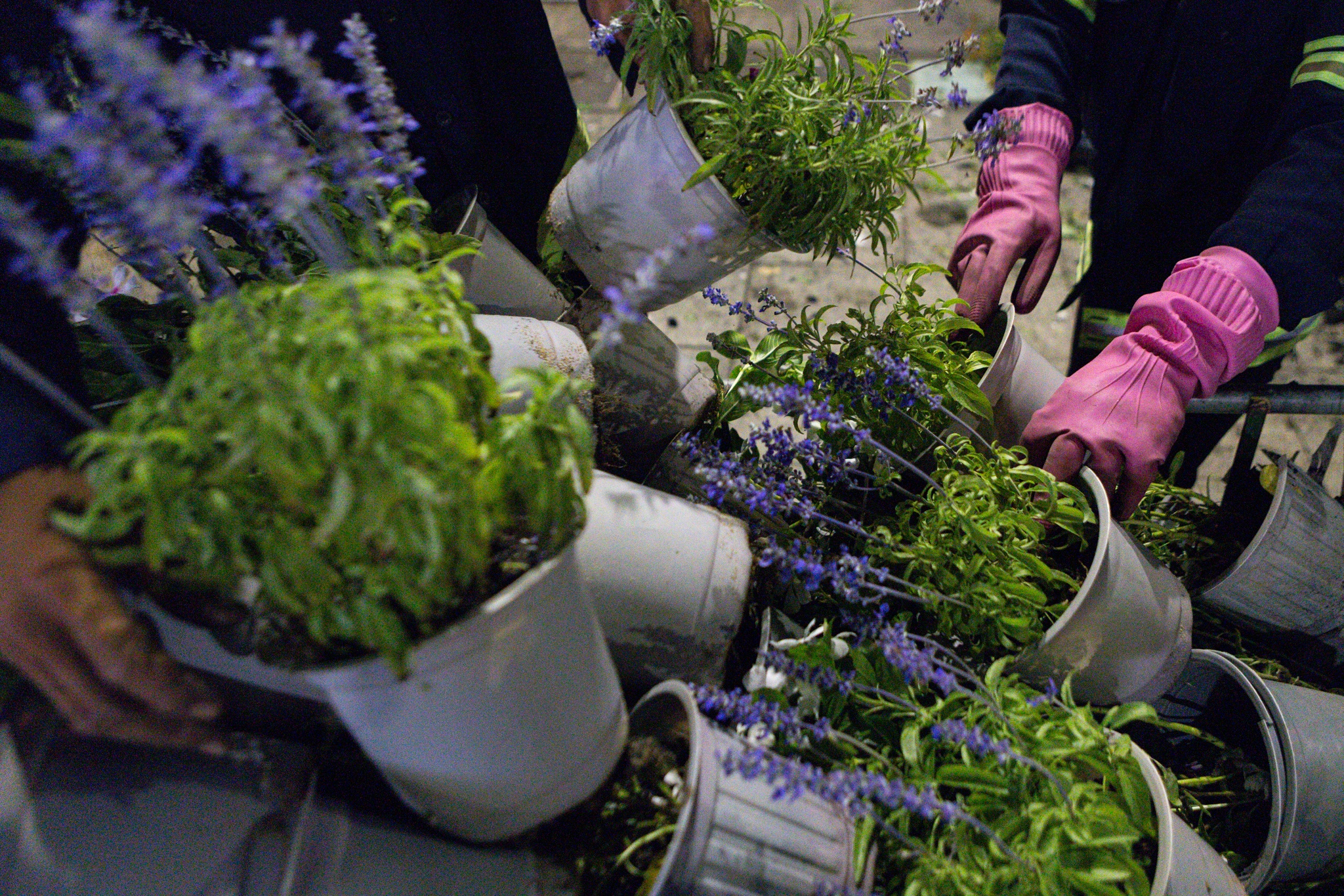 duong hoa Nguyen Hue anh 3