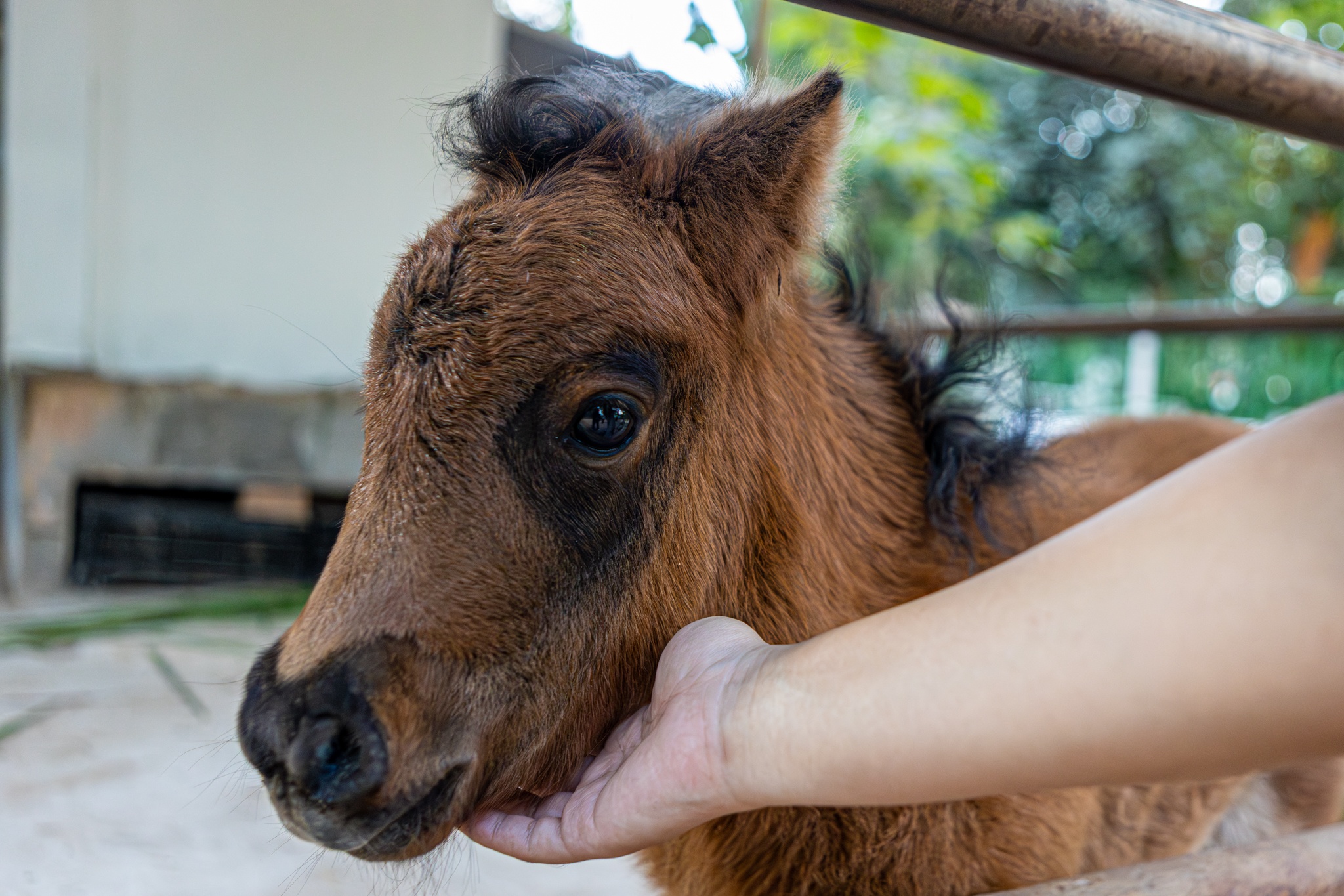 Can canh gia dinh ngua lun hot nhat Thao Cam Vien hinh anh