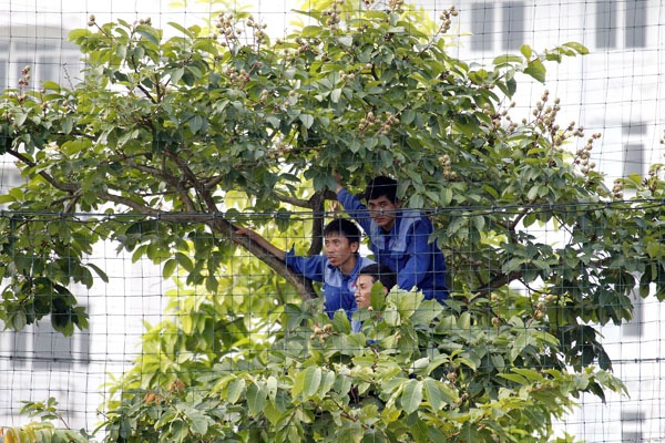 Trèo cả lên cây để xem