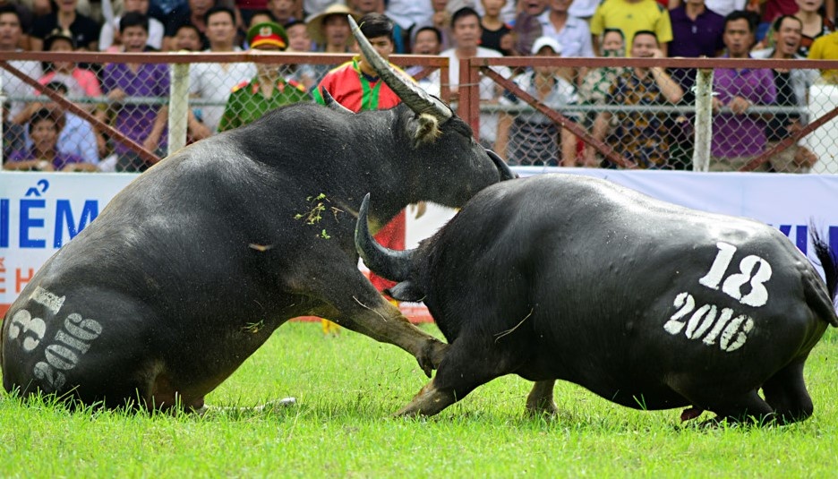 Le hoi choi trau Do Son co the khong con la di san van hoa phi vat the hinh anh