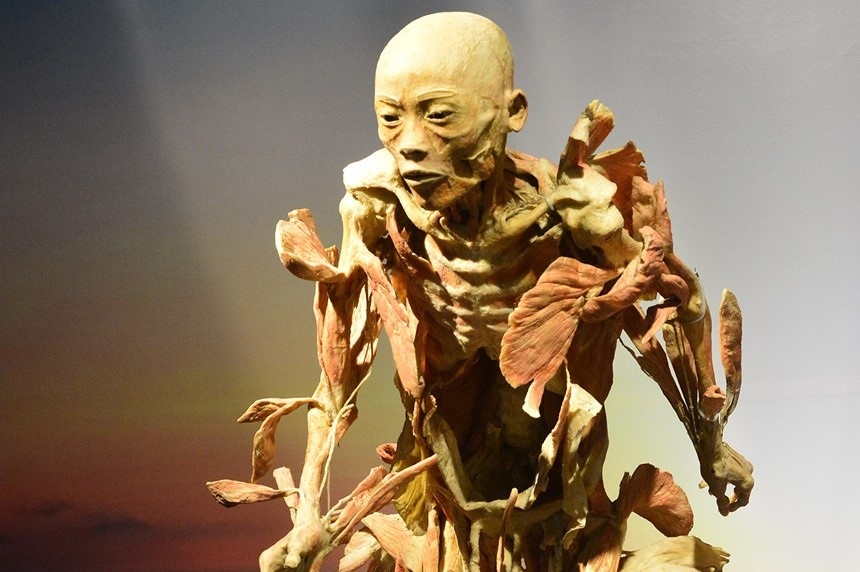 Trien lam co the nguoi gay tranh cai gay gat, Bo Van hoa vao cuoc hinh anh