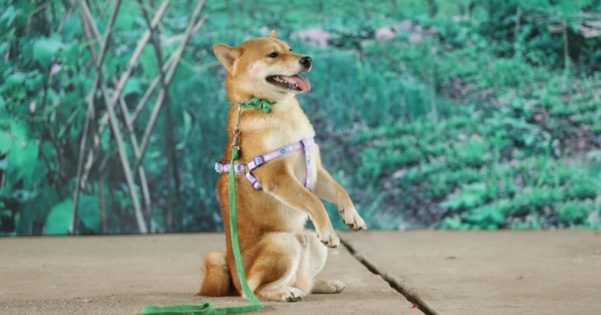 cậu Vàng ảnh 2 cau Vang anh 2