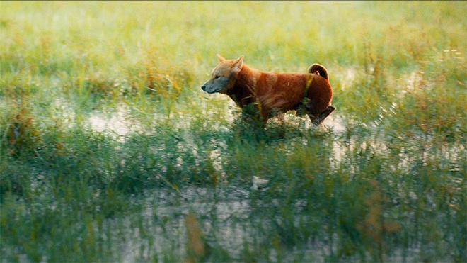 Ai da giet 'Cau Vang' anh 3