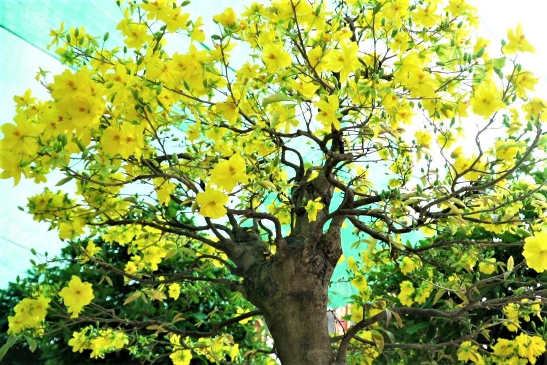 Nha vuon lo mat Tet vi 1.000 cay mai no som hinh anh